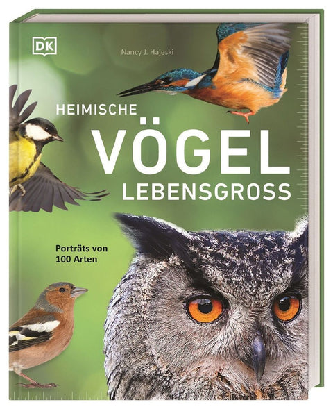 Heimische Vögel lebensgroß
