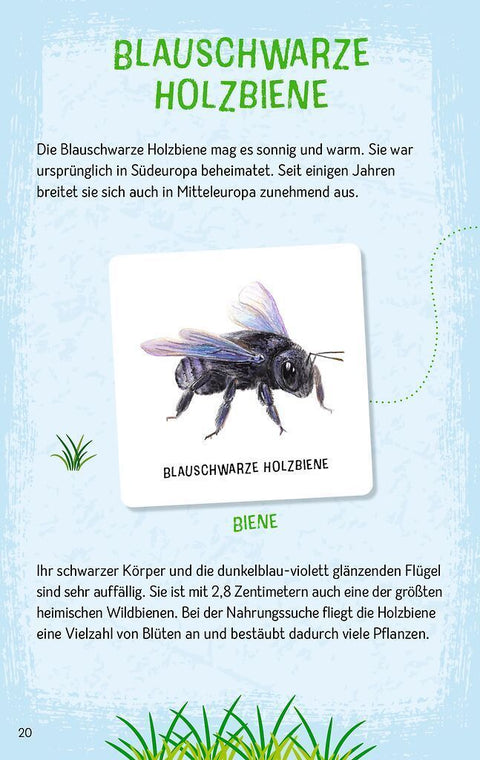 Das große Insekten Memo