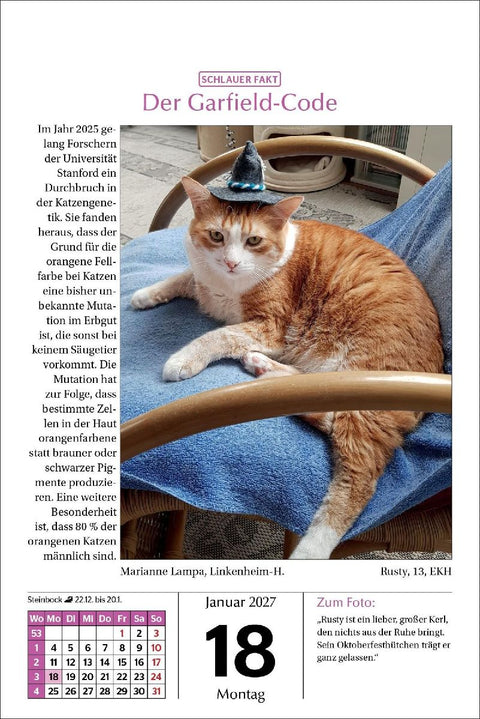 Katzen Tageskalender 2027