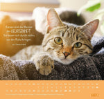 Wandkalender 2027: Für Katzenfreunde