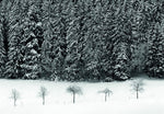 Schwarz. Wald. Land. (Innenansicht)