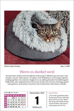 Katzen Tageskalender 2027 (Innenansicht)