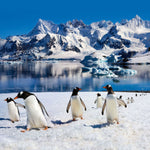 Penguins 2027