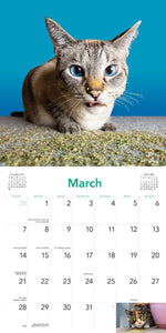 Cats on Catnip Wall Calendar 2027