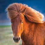 Magic Horses 2027