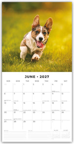 Welsh Corgis - Welsh Corgi 2027 - 16-Monatskalender