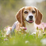 Dogs 2027