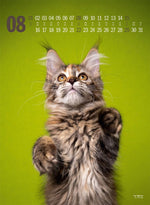 Catography Katzen-Kalender 2027