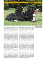 Berner Sennenhund