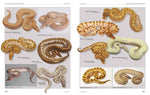 Python regius (Innenansicht)