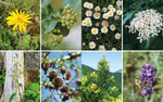 Heilkräftiges aus der Natur