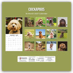 Cockapoos - Cockapoo 2027 - 16-Monatskalender