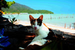 Katzen der Welt (Innenansicht)