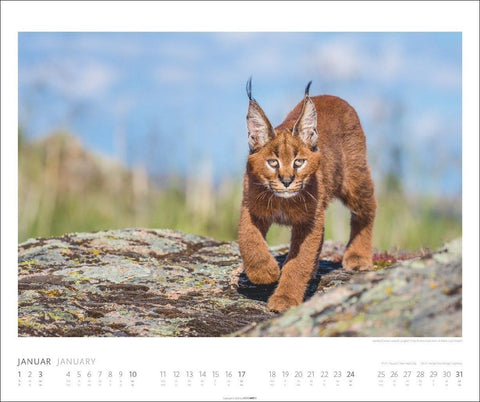African Wildlife Kalender 2027