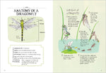 Insect Anatomy (Innenansicht)
