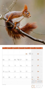 Eichhörnchen Kalender 2027 - 30x30 - Art12 (Innenansicht)