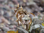 Stranding