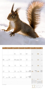Eichhörnchen Kalender 2027 - 30x30 - Art12 (Innenansicht)