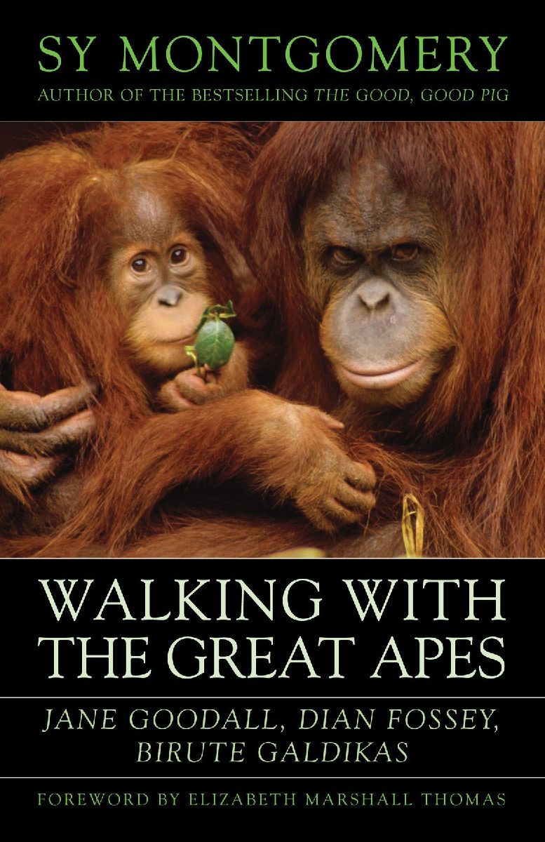 Walking with the Great Apes