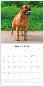 Mastiffs - Mastiff 2027 - 16-Monatskalender