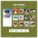 Saint Bernards - Bernhardiner 2027 - 16-Monatskalender