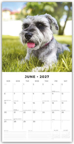 Schnauzer 2027 - 16-Monatskalender