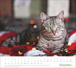times&more Katzen Bildkalender 2027