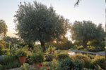 Glorious Gardens