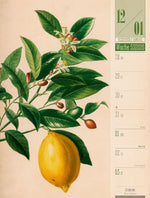 Culinarium Wochenplaner Kalender 2027 | Küche, Kräuter, Kurioses (Innenansicht)