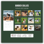 Border Collies - Border Collie 2027 - 16-Monatskalender