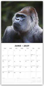 Apes - Affen 2027 - 16-Monatskalender
