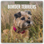 Border Terriers - Border Terrier 2027 - 16-Monatskalender