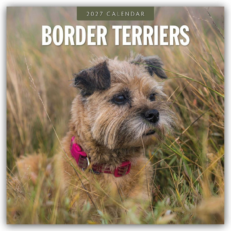 Border Terriers - Border Terrier 2027 - 16-Monatskalender