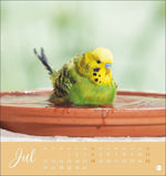 Freche Wellensittiche Postkartenkalender 2027