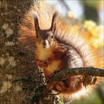 Eichhörnchen 2027