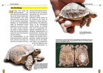 Die Spornschildkröte (Innenansicht)