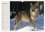 Wölfe. Verwegene Anmut (Wandkalender 2026 DIN A3 quer), CALVENDO Monatskalender