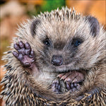 Igel 2027