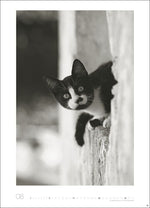 Cats Edition Kalender 2027