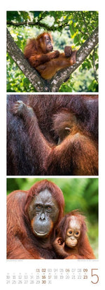 Tierwelten Triplet-Kalender 2027 | Artenvielfalt & Lebensräume