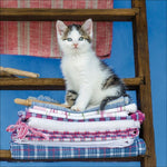 Cats 2027