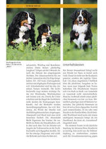 Berner Sennenhund