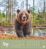 Bärenstark Postkartenkalender 2027