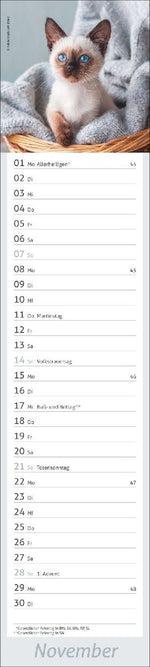 times&more Katzen Langplaner 2027