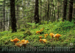 Wald - Erholung für Mensch und Tier - 2027 - Kalender DIN A3