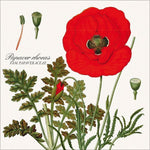 Botanicum 2027