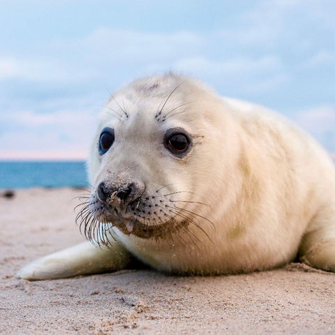 Nordsee / Northern Sea 2027