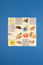 Maria Sibylla Merian. Memo (Innenansicht)
