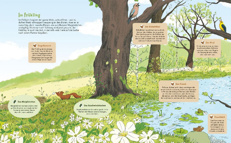 Matti und das Leben im Wald - Ein Marder zeigt dir sein Zuhause (Innenansicht)