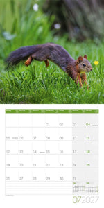 Eichhörnchen Kalender 2027 - 30x30 - Art12 (Innenansicht)